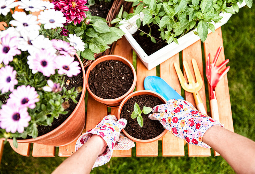 Balkon- und Gartenpflanzen richtig einwintern: Mit diesen 5 Faustregeln gelingt′s Balkon- und Gartenpflanzen richtig einwintern