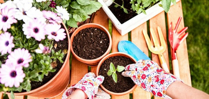Balkon- und Gartenpflanzen richtig einwintern