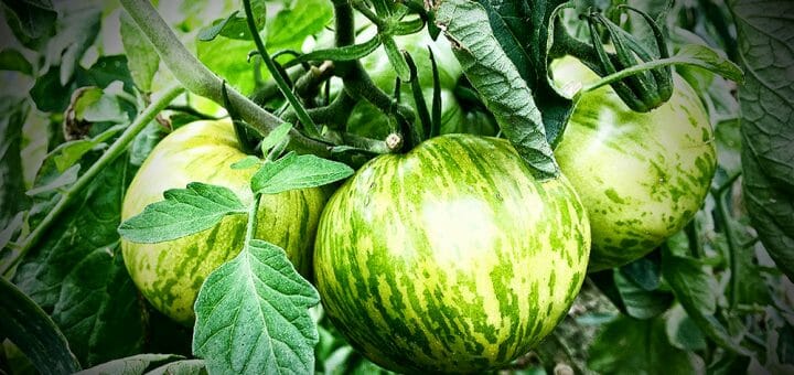 Was sind sekundäre Pflanzenstoffe?