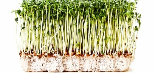 Kresse - krasses Würzkraut mit gesunder Schärfe