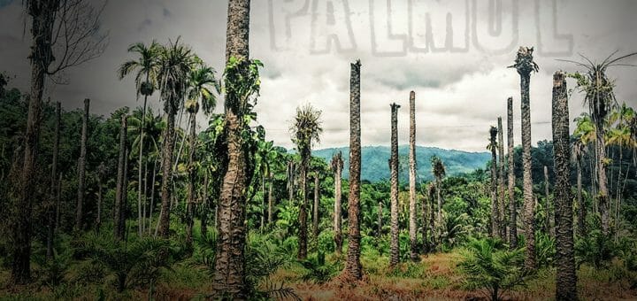 Palmölfrei? Warum Palmöl problematisch ist und große Handelsketten umdenken
