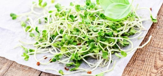 Sprossen und Keime - kleine Powerpflänzchen