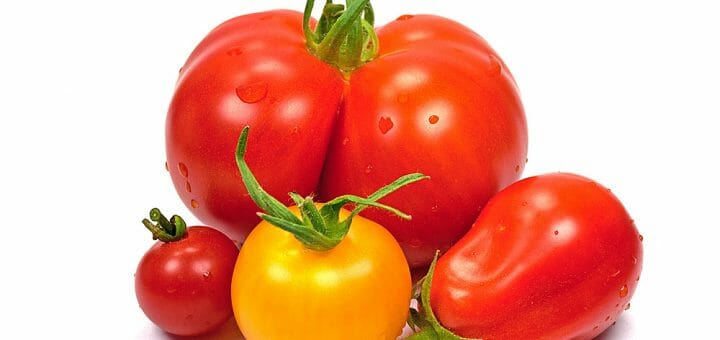 Alles über Paradeiser & Tomaten