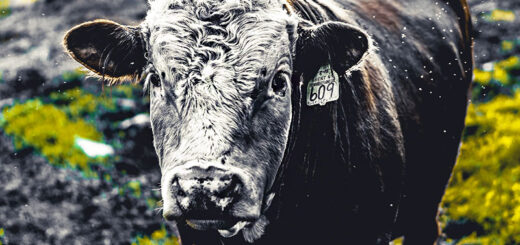 Veganer Käse als kulinarischer Aufreger